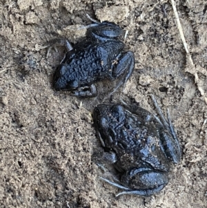 Limnodynastes tasmaniensis at Bruce, ACT - 26 Aug 2022