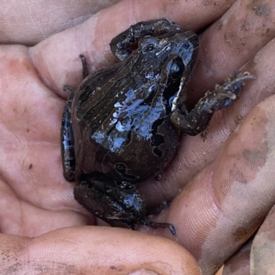 Limnodynastes peronii (Brown-striped Frog) at Bruce, ACT - 26 Aug 2022 by SteveBorkowskis