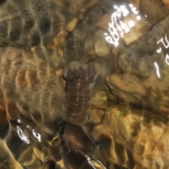 Cherax destructor (Common Yabby) at Bungendore, NSW - 26 Aug 2022 by clarehoneydove