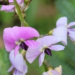 Glycine microphylla (Small-leaf Glycine) at Burrill Lake, NSW - 26 Aug 2022 by trevorpreston