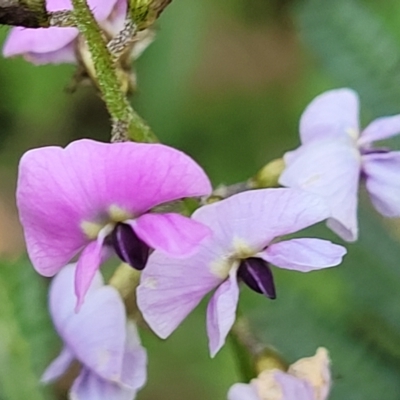 Glycine microphylla (Small-leaf Glycine) at Burrill Lake, NSW - 26 Aug 2022 by trevorpreston