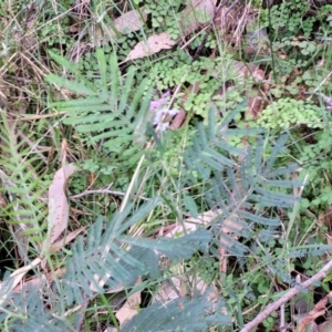 Glycine microphylla at Burrill Lake, NSW - 26 Aug 2022