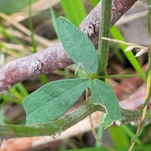 Glycine microphylla at Burrill Lake, NSW - 26 Aug 2022