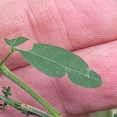 Glycine microphylla at Burrill Lake, NSW - 26 Aug 2022