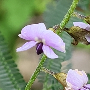 Glycine microphylla at Burrill Lake, NSW - 26 Aug 2022