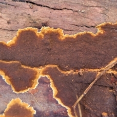 Unidentified Underside smooth or wrinkled/roughened <Stereum etc> (TBC) at Burrill Lake, NSW - 26 Aug 2022 by trevorpreston