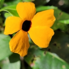 Thunbergia alata (Black-eyed Susan) at Burrill Lake, NSW - 26 Aug 2022 by trevorpreston