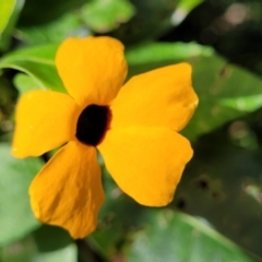 Thunbergia alata at Burrill Lake, NSW - 26 Aug 2022 11:41 AM