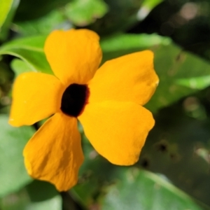 Thunbergia alata at Burrill Lake, NSW - 26 Aug 2022