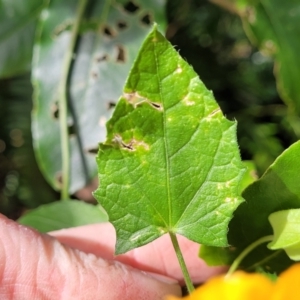 Thunbergia alata at Burrill Lake, NSW - 26 Aug 2022