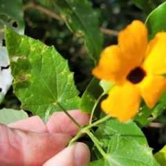 Thunbergia alata at Burrill Lake, NSW - 26 Aug 2022