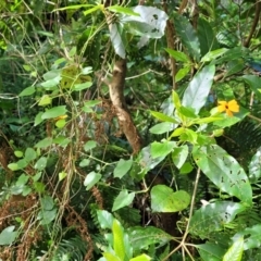 Thunbergia alata at Burrill Lake, NSW - 26 Aug 2022