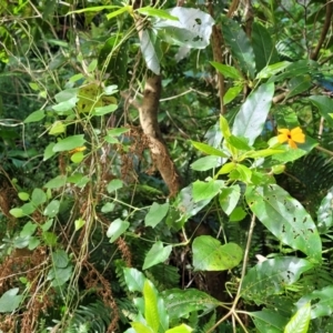 Thunbergia alata at Burrill Lake, NSW - 26 Aug 2022 11:41 AM