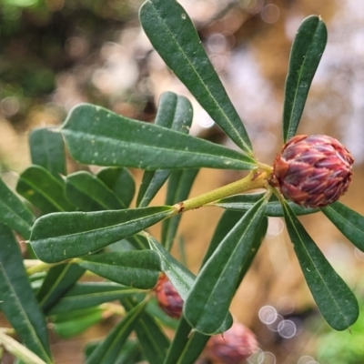 Pultenaea daphnoides (Large-leaf Bush-pea) at Meroo National Park - 26 Aug 2022 by trevorpreston
