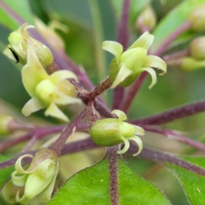 Pittosporum undulatum (sweet pittosporum) at Burrill Lake, NSW - 26 Aug 2022 by trevorpreston