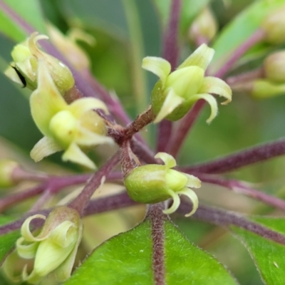 Pittosporum undulatum (Sweet Pittosporum) at Burrill Lake Aboriginal Cave Walking Track - 26 Aug 2022 by trevorpreston