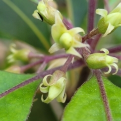 Pittosporum undulatum at Burrill Lake, NSW - 26 Aug 2022