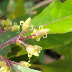 Pittosporum undulatum at Burrill Lake, NSW - 26 Aug 2022 11:38 AM