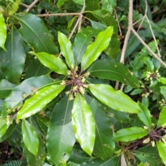 Pittosporum undulatum at Burrill Lake, NSW - 26 Aug 2022 11:38 AM