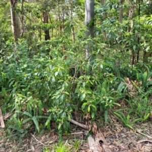 Pittosporum undulatum at Burrill Lake, NSW - 26 Aug 2022 11:38 AM