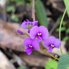 Hardenbergia violacea (False Sarsaparilla) at Meroo National Park - 26 Aug 2022 by trevorpreston