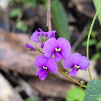 Hardenbergia violacea (False Sarsaparilla) at Meroo National Park - 26 Aug 2022 by trevorpreston