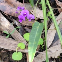 Hardenbergia violacea at Burrill Lake, NSW - 26 Aug 2022