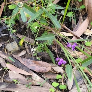 Hardenbergia violacea at Burrill Lake, NSW - 26 Aug 2022