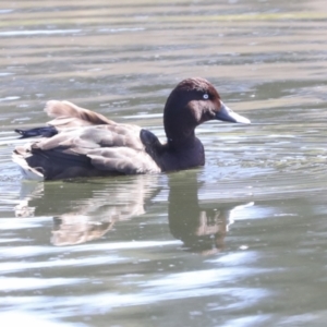 Aythya australis at Gungahlin, ACT - 26 Aug 2022 12:55 PM