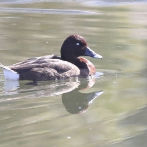 Aythya australis at Gungahlin, ACT - 26 Aug 2022