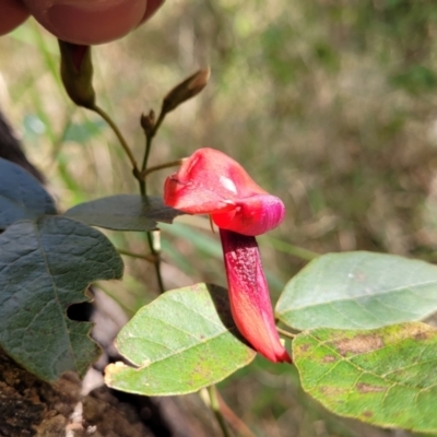 Kennedia rubicunda (Dusky Coral Pea) at Burrill Lake Aboriginal Cave Walking Track - 26 Aug 2022 by trevorpreston