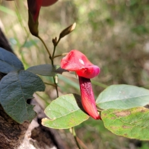 Kennedia rubicunda at Burrill Lake, NSW - 26 Aug 2022 11:36 AM