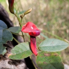 Kennedia rubicunda at Burrill Lake, NSW - 26 Aug 2022