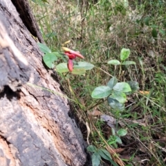 Kennedia rubicunda at Burrill Lake, NSW - 26 Aug 2022 11:36 AM