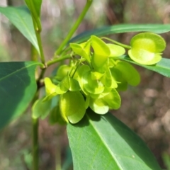 Dodonaea triquetra (Large-leaf Hop-Bush) at Burrill Lake, NSW - 26 Aug 2022 by trevorpreston