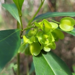 Dodonaea triquetra at Burrill Lake, NSW - 26 Aug 2022 11:35 AM