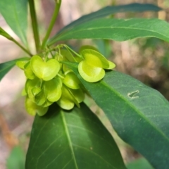 Dodonaea triquetra at Burrill Lake, NSW - 26 Aug 2022 11:35 AM