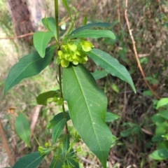 Dodonaea triquetra at Burrill Lake, NSW - 26 Aug 2022 11:35 AM