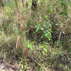 Dodonaea triquetra at Burrill Lake, NSW - 26 Aug 2022 11:35 AM