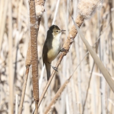 Acrocephalus australis (Australian Reed-Warbler) at Gungahlin, ACT - 26 Aug 2022 by AlisonMilton