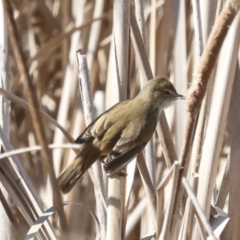 Acrocephalus australis at Gungahlin, ACT - 26 Aug 2022 12:39 PM