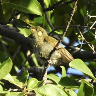 Microptilotis imitatrix (Cryptic Honeyeater) at Oak Beach, QLD - 23 Aug 2022 by GlossyGal