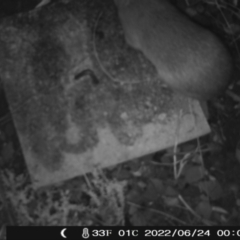 Perameles nasuta (Long-nosed Bandicoot) at Namadgi National Park - 23 Jun 2022 by heatherb1997