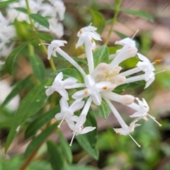 Pimelea linifolia (Slender Rice Flower) at Burrill Lake Aboriginal Cave Walking Track - 26 Aug 2022 by trevorpreston