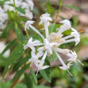 Pimelea linifolia at Burrill Lake, NSW - 26 Aug 2022