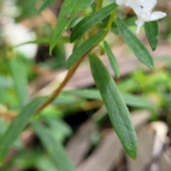 Pimelea linifolia at Burrill Lake, NSW - 26 Aug 2022 11:34 AM