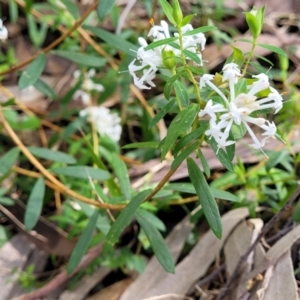 Pimelea linifolia at Burrill Lake, NSW - 26 Aug 2022 11:34 AM