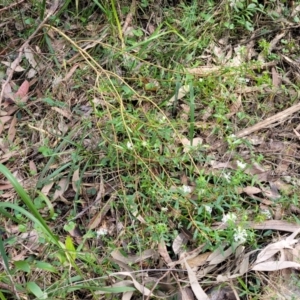 Pimelea linifolia at Burrill Lake, NSW - 26 Aug 2022 11:34 AM