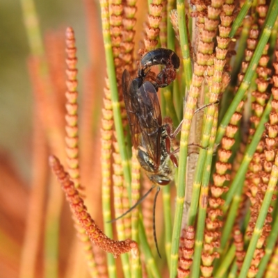 Thynninae (subfamily) (Smooth flower wasp) at Lions Youth Haven - Westwood Farm A.C.T. - 26 Aug 2022 by HelenCross