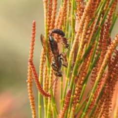 Thynninae (subfamily) at Stromlo, ACT - 26 Aug 2022